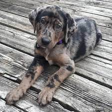 The cheapest offer starts at r 12. American Leopard Hound Dog Breed Pictures Characteristics Facts