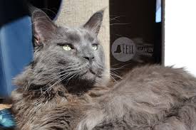 — кошка прыгает через лавочку. 17 Fakten Uber Maine Coon Katzen Fellgiganten