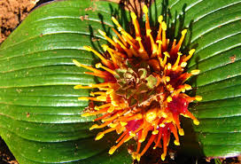 Image result for Daubenya