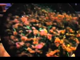 Check spelling or type a new query. The Wizard Of Oz Poppies Flv Youtube
