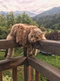 Bird Safe Cat Collar Canada Long Dayhttps I Redd It 0fc3ghky12j31 Jpg Cute Animals Cute Baby Animals Animals