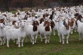 Brahman cattle are docile and affectionate. Sales Boer Goat Pure Merino And Cattle Piet Retief Free Classifieds In South Africa