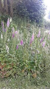 Digitalis Wikiwand