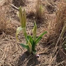 Image result for Crinum crassicaule