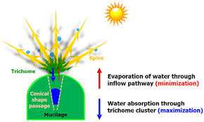 I found the following claims on the internet. Frontiers Hydraulic Strategy Of Cactus Trichome For Absorption And Storage Of Water Under Arid Environment Plant Science