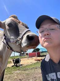 3 Quiet young milking hfers Broken to machine