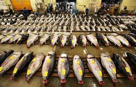 1.8 kg (4 lb)) up to the atlantic bluefin tuna (max. Should Pacific Bluefin Tuna Be Listed As An Endangered Species The Salt Npr