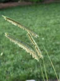 Image result for Ctenium