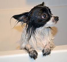 Black And White Papillon Dog Miserable Mossy Papillion Dog Papillon Dog Animals Beautiful