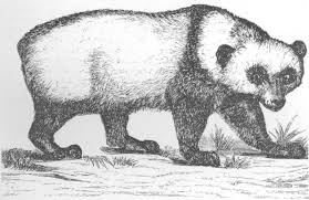 Another study found that eating comfort food actually. The Project Gutenberg E Book Of Natural History Of The Mammalia Of India And Ceylon By Robert A Sterndale