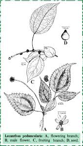 Image result for Lecanthus peduncularis