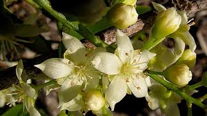 Image result for Connaraceae