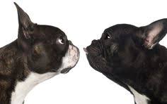 The premium price tag is usually thanks to the parent frenchie because they are particularly difficult to breed due to their small hips. Boston Terriers Vs French Bulldogs Boston Terrier Rescue Canada Boston Terrier Boston Terrier Rescue French Bulldog