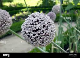 Image result for Alliaceae