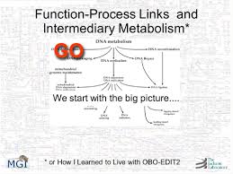 Function Process Links And Intermediary Metabolism Ppt