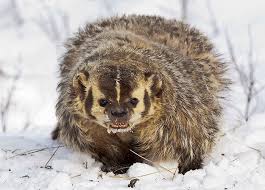Do It Like We Do It On The Discovery Channel North America S Top 10 Most Fearsome Predators North American Animals American Animals Animals Beautiful