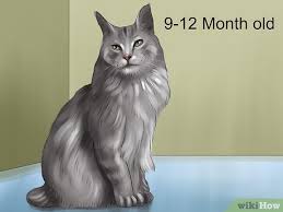 Curious how much your maine coons weigh. 3 Ways To Identify A Maine Coon Wikihow