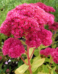 Image result for Sedum ruwenzoriense