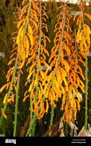 Image result for Kniphofia thomsonii