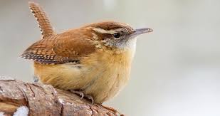 Our uniquely colored wren houses will bring joy to any landscape. Carolina Wren Identification All About Birds Cornell Lab Of Ornithology