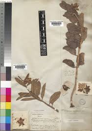 Image result for Pachycarpus lineolatus