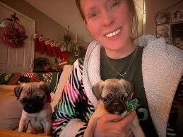 Adorable chocolate lab and husky dog siblings