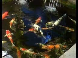 Dalam video di unggahan itu terlihat seorang ibu sedang menuntun anaknya berjalan di rumah makan kolam tersebut. Doyan Mancing Kolam Ikan Koi Sederhana Di Belakang Rumah Kaskus