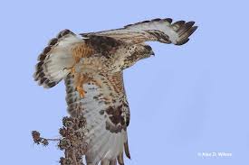 How Much Weight Can A Hawk Carry?
