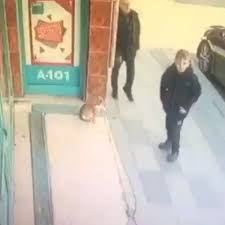 Pisikopat Kedi Komedi Komikvideolar Efsane Komik Saka Komikcaps Pisikopat Kedi Cat Attacks Dog Cat Attack