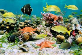 Costa rica acquired cocos island in 1869. Die Unterwasserfauna Der Isla Del Coco Costa Rica