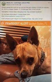 Pin By Nancy Gomes On Animals Lost Pets Losing A Dog Pets Cats Pets