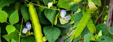 Image result for Psophocarpus