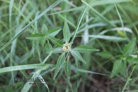 Image result for Cienfuegosia gerrardii