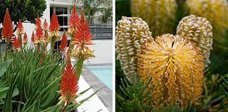 Prune to keep compact after a flush of flowers. Top 10 Low Maintenance Plants That Are Easy To Look After All Year Long Flower Power