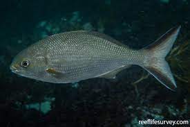 Kyphosus Cornelii Western Buffalo Bream Reeflifesurvey Com