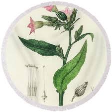Image result for Nicotiana tabacum