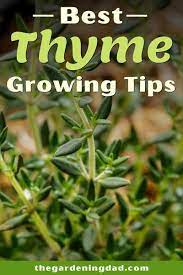 3 Easy Tips How To Grow Thyme From Seed The Gardening Dad Growing Thyme Growing Growing Plants Indoors