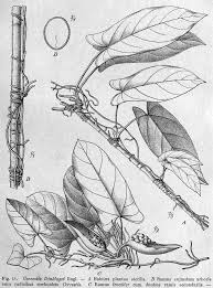 Image result for Cercestis congensis