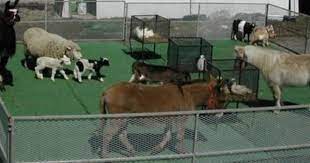 Such And Such Farm Farm Mobile Petting Farm Mobile Petting Zoo Farm Animals Farm Party Zoo Animals Mobile Petting Zoo Pets