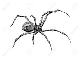 Hand Drawn Black Widow Spider Black Widow Spider Spider Drawing How To Draw Hands