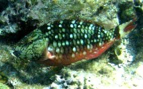 fish identification caribbean fish identification usvi