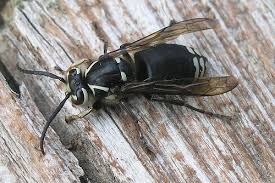 Learn facts and get control with the help of modern pest services' get a *free pest removal quote *excluding wildlife services. Bald Faced Hornet Insects Of Ohio Inaturalist