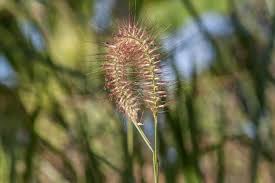 Image result for Dipsacus pinnatifidus
