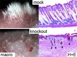 Cucumber helps flyaways and hydrates. Rendl Lab At Mount Sinai Follicle Thought