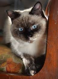 The Siamese Cat Growth Timeline What To Expect At All Ages