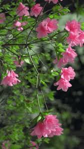 See more ideas about beautiful flowers, flowers, flowers gif. Animated Flowers Blooming Gif Gifs Tenor