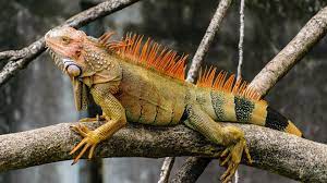 Wallpaper Iguana Branch Reptile Scales Iguana Reptile Scales Samsung Galaxy S4 Mini