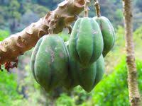 Image result for Vasconcellea pubescens