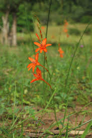 Image result for Tritonia moggii