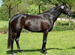 willkommen trakehner pferde rassen pferderassen